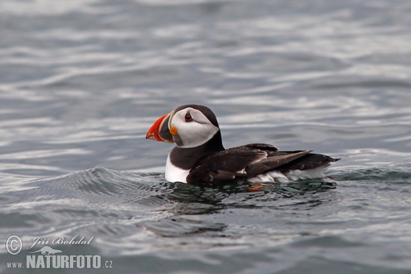 Puffin (Fratercula arctica)