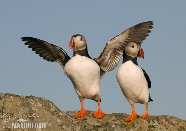 Puffin