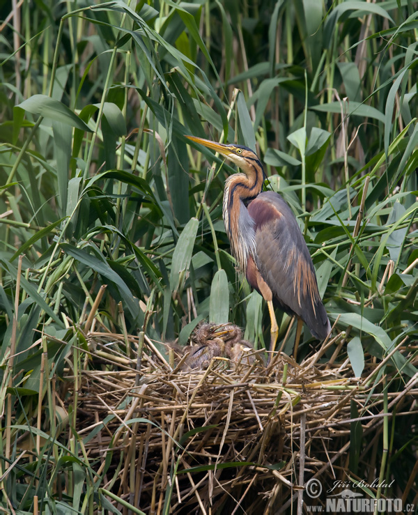 Purperreiger