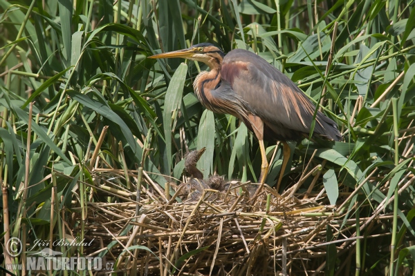 Purple Heron (Ardea purpurea)