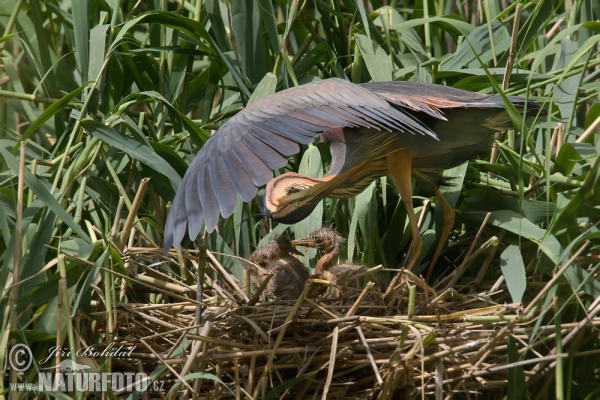 Purple Heron (Ardea purpurea)