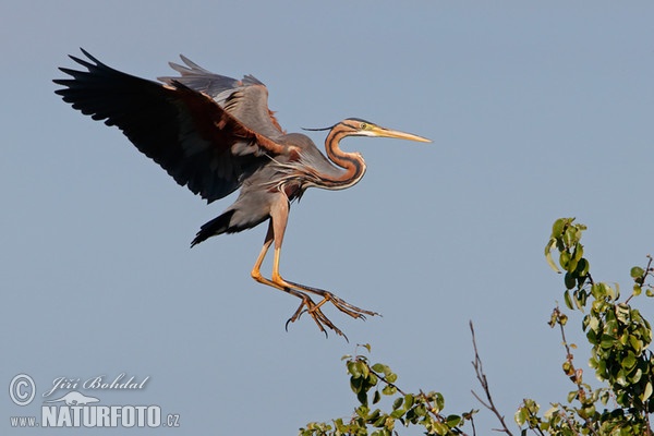 Purple Heron (Ardea purpurea)