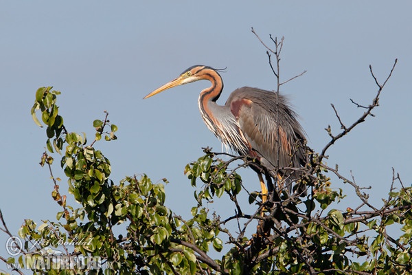 Purple Heron (Ardea purpurea)