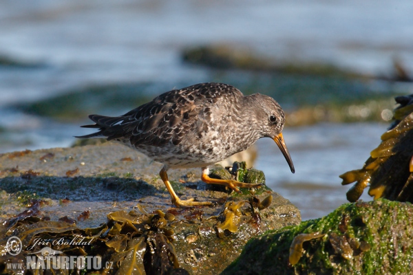 Purple Sandpiper (Calidris maritima)