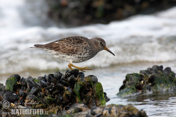 Purple Sandpiper (Calidris maritima)