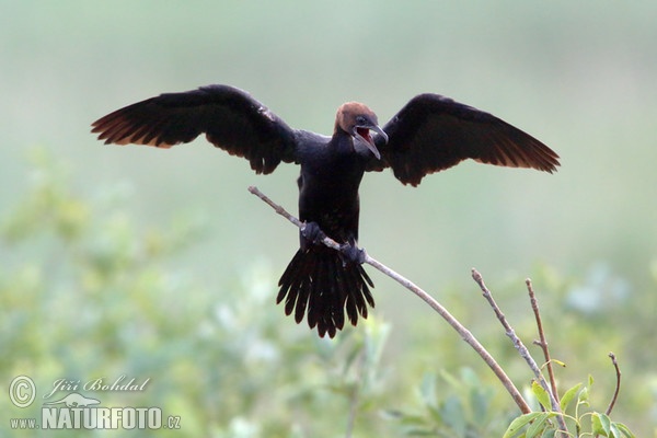 Pygmy Cormorant (Phalacrocorax pygmaeus)