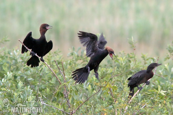 Pygmy Cormorant (Phalacrocorax pygmaeus)