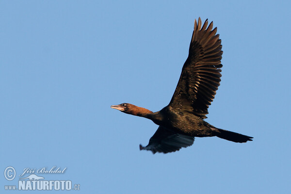 Pygmy Cormorant (Phalacrocorax pygmaeus)