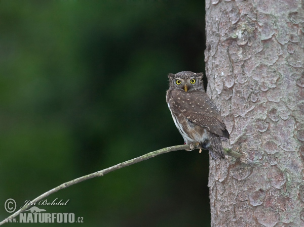 Pygmy Owl (Glaucidium passerinum)