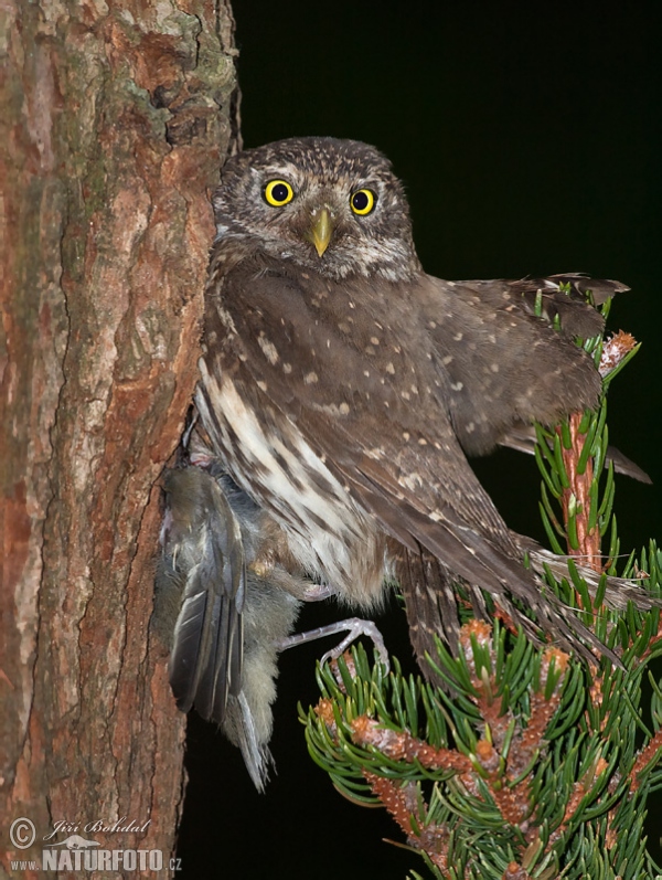 Pygmy Owl (Glaucidium passerinum)