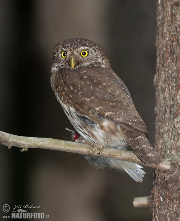 Pygmy Owl (Glaucidium passerinum)