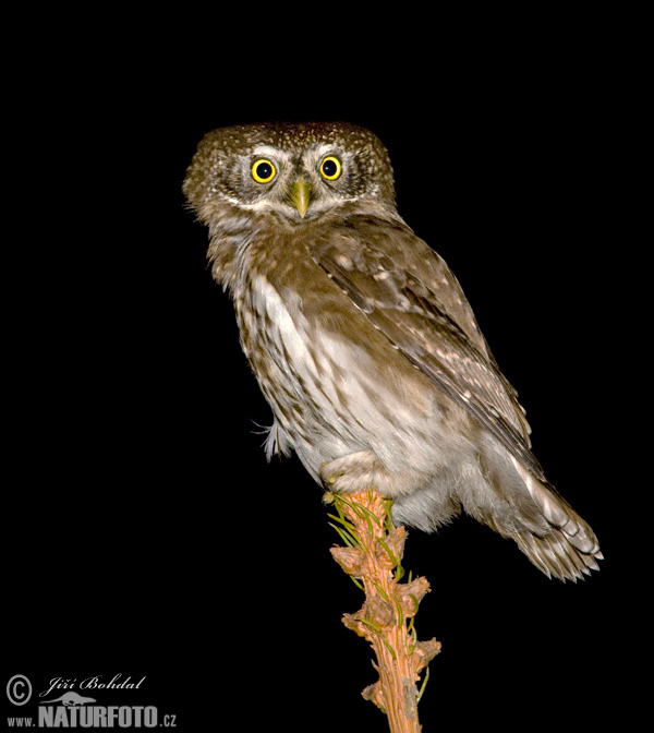 Pygmy Owl (Glaucidium passerinum)
