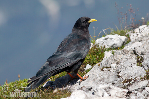 Pyrrhocorax graculus
