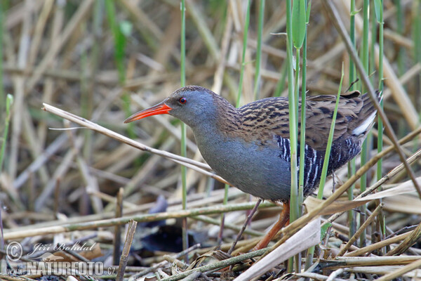 Rallus aquaticus