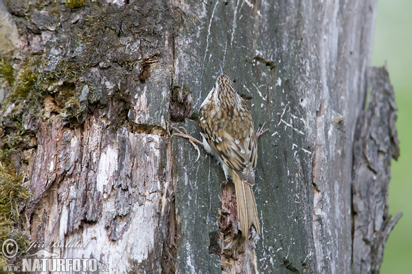 Rampichino alpestre