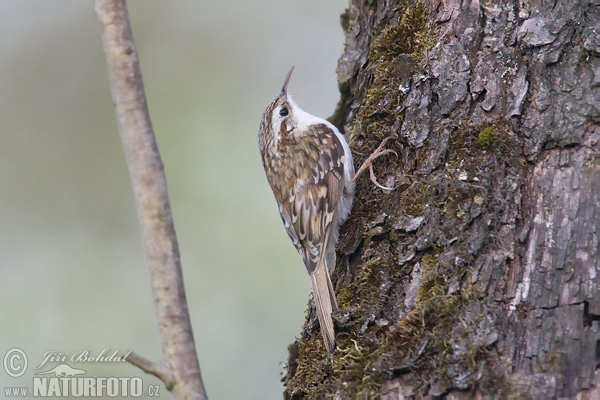 Rampichino alpestre