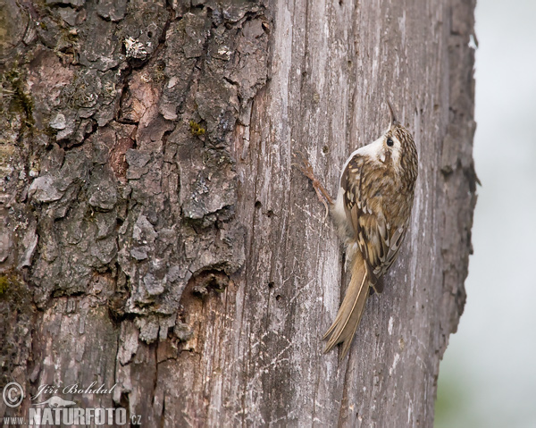 Rampichino alpestre