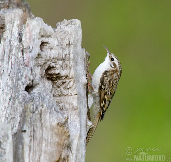 Rampichino alpestre