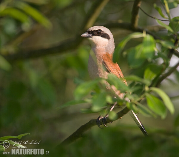 Red-backed Shrike (Lanius collurio)