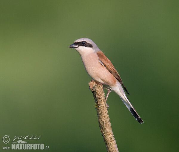 Red-backed Shrike (Lanius collurio)