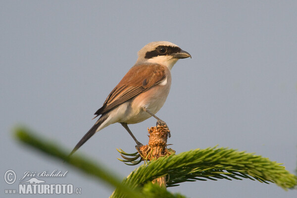 Red-backed Shrike (Lanius collurio)