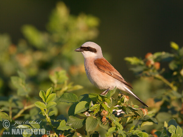 Red-backed Shrike (Lanius collurio)