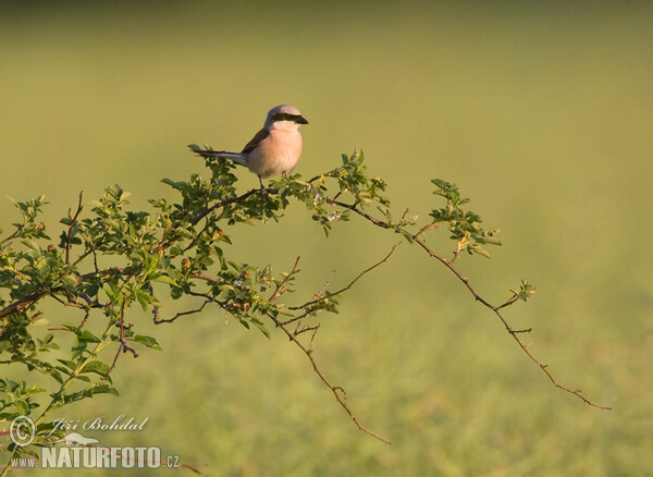 Red-backed Shrike (Lanius collurio)