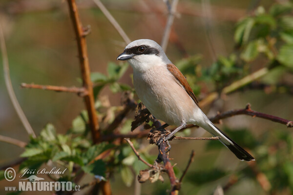 Red-backed Shrike (Lanius collurio)