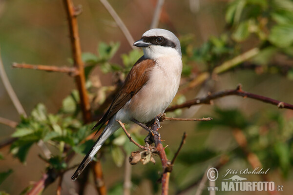 Red-backed Shrike (Lanius collurio)