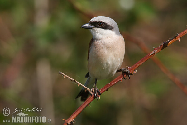 Red-backed Shrike (Lanius collurio)