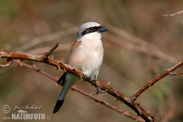 Red-backed Shrike (Lanius collurio)