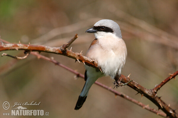 Red-backed Shrike (Lanius collurio)