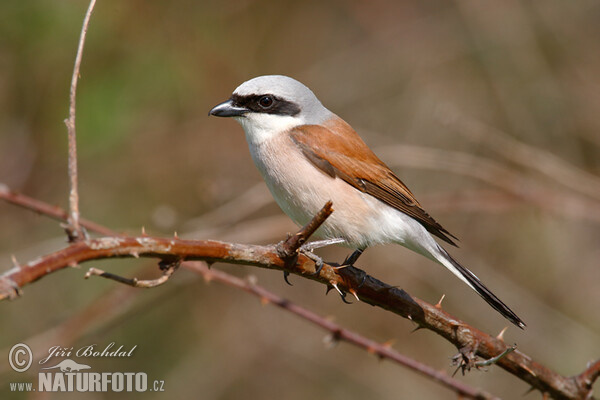 Red-backed Shrike (Lanius collurio)