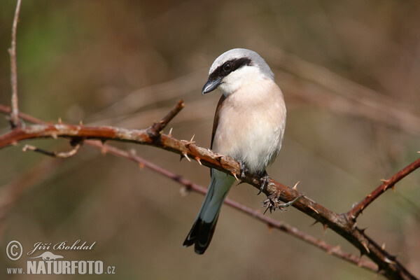 Red-backed Shrike (Lanius collurio)