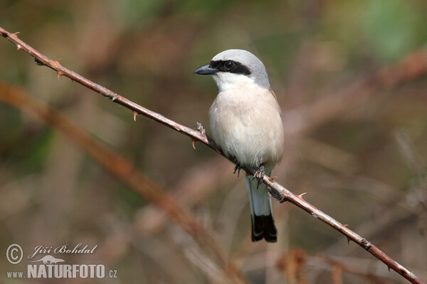 Red-backed Shrike (Lanius collurio)