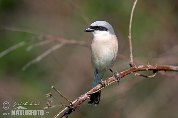 Red-backed Shrike (Lanius collurio)