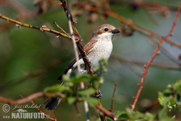 Red-backed Shrike (Lanius collurio)