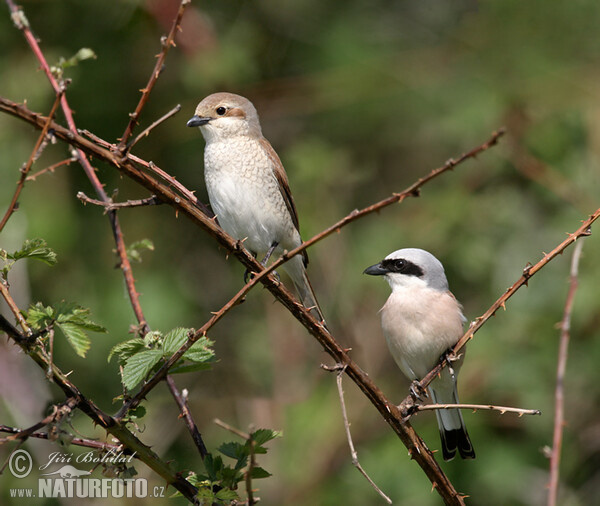 Red-backed Shrike (Lanius collurio)