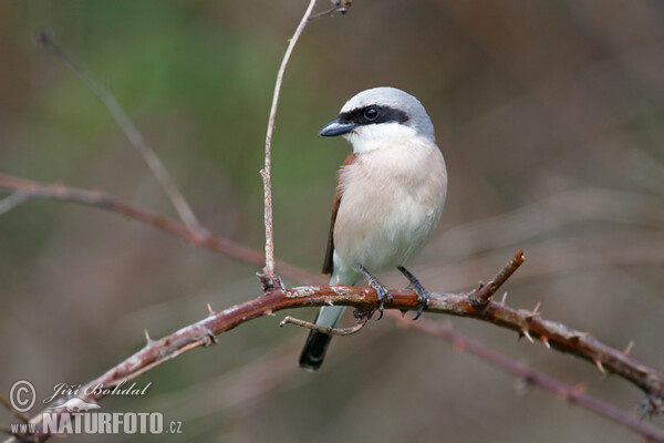 Red-backed Shrike (Lanius collurio)