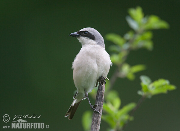 Red-backed Shrike (Lanius collurio)