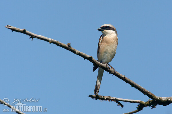 Red-backed Shrike (Lanius collurio)