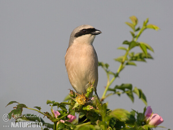 Red-backed Shrike (Lanius collurio)