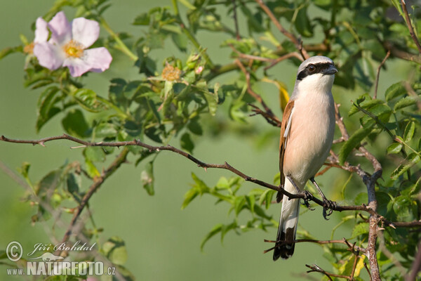 Red-backed Shrike (Lanius collurio)