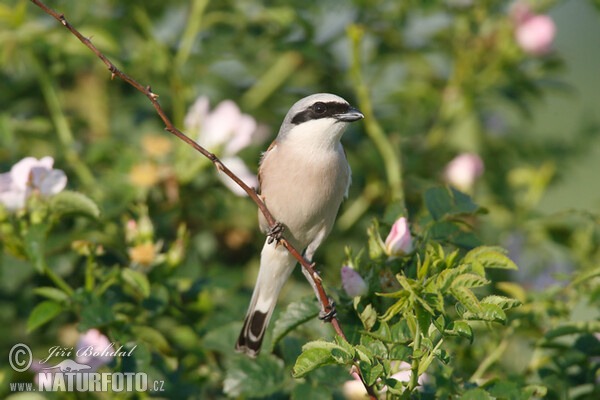 Red-backed Shrike (Lanius collurio)