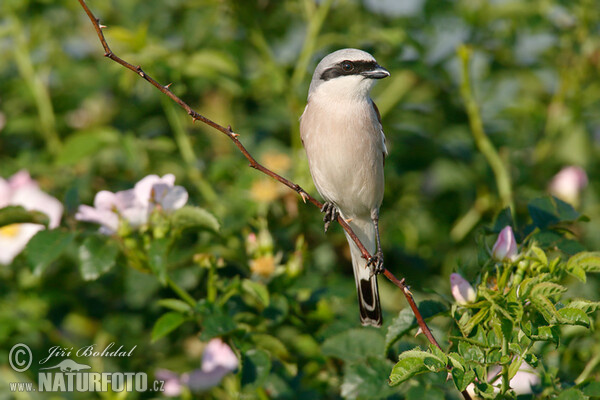 Red-backed Shrike (Lanius collurio)