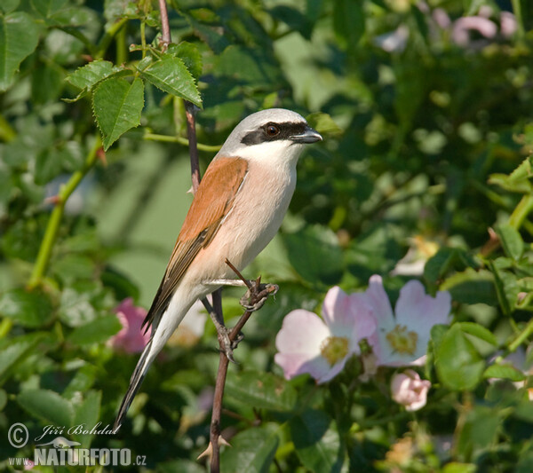 Red-backed Shrike (Lanius collurio)