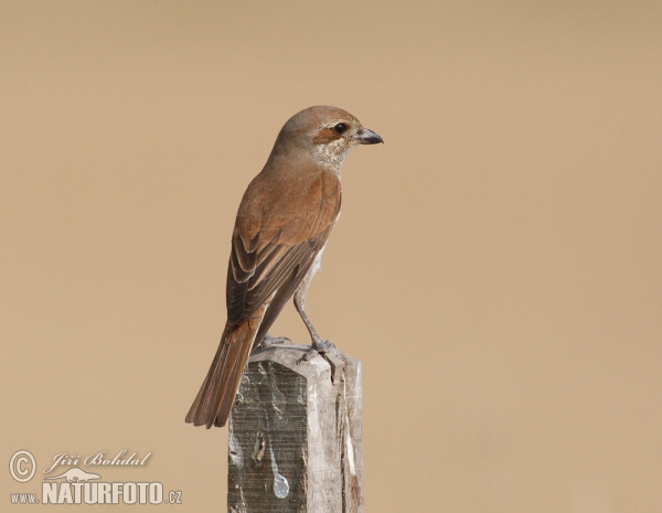 Red-backed Shrike (Lanius collurio)