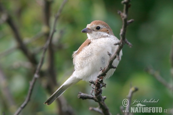 Red-backed Shrike (Lanius collurio)