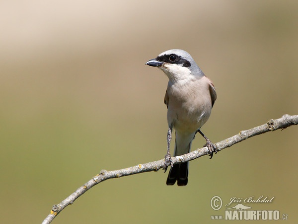 Red-backed Shrike (Lanius collurio)