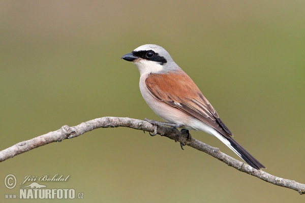 Red-backed Shrike (Lanius collurio)